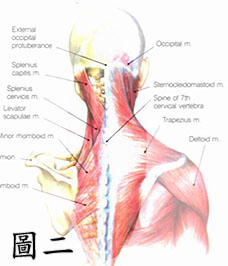 頸部的構造2